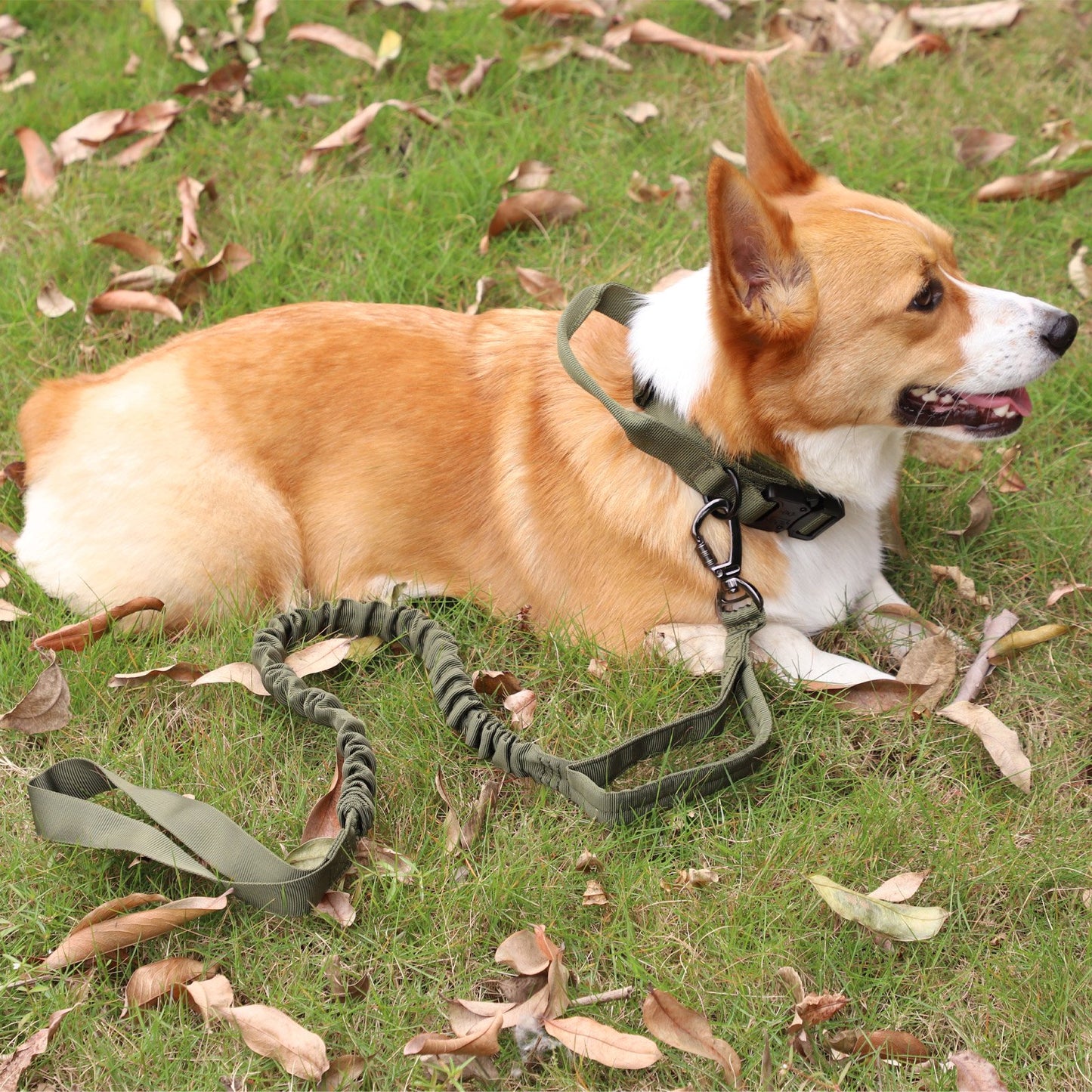 LAKWAR Tactical Dog Collar and Leash Set, Adjustable Military Training Nylon Dog Collar with Handle and Heavy Metal Buckle for Medium and Large Dogs (L, Green-Set)