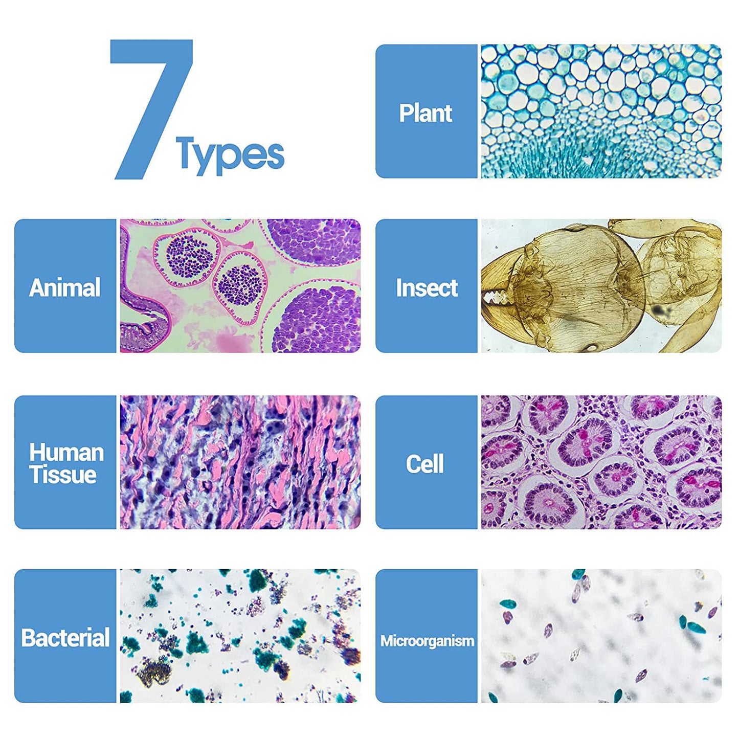 30PCs Microscope Slides, Prepared Microscope Slides with Specimens for Kids Microbiology,Prepared Microscope Slides for Adults