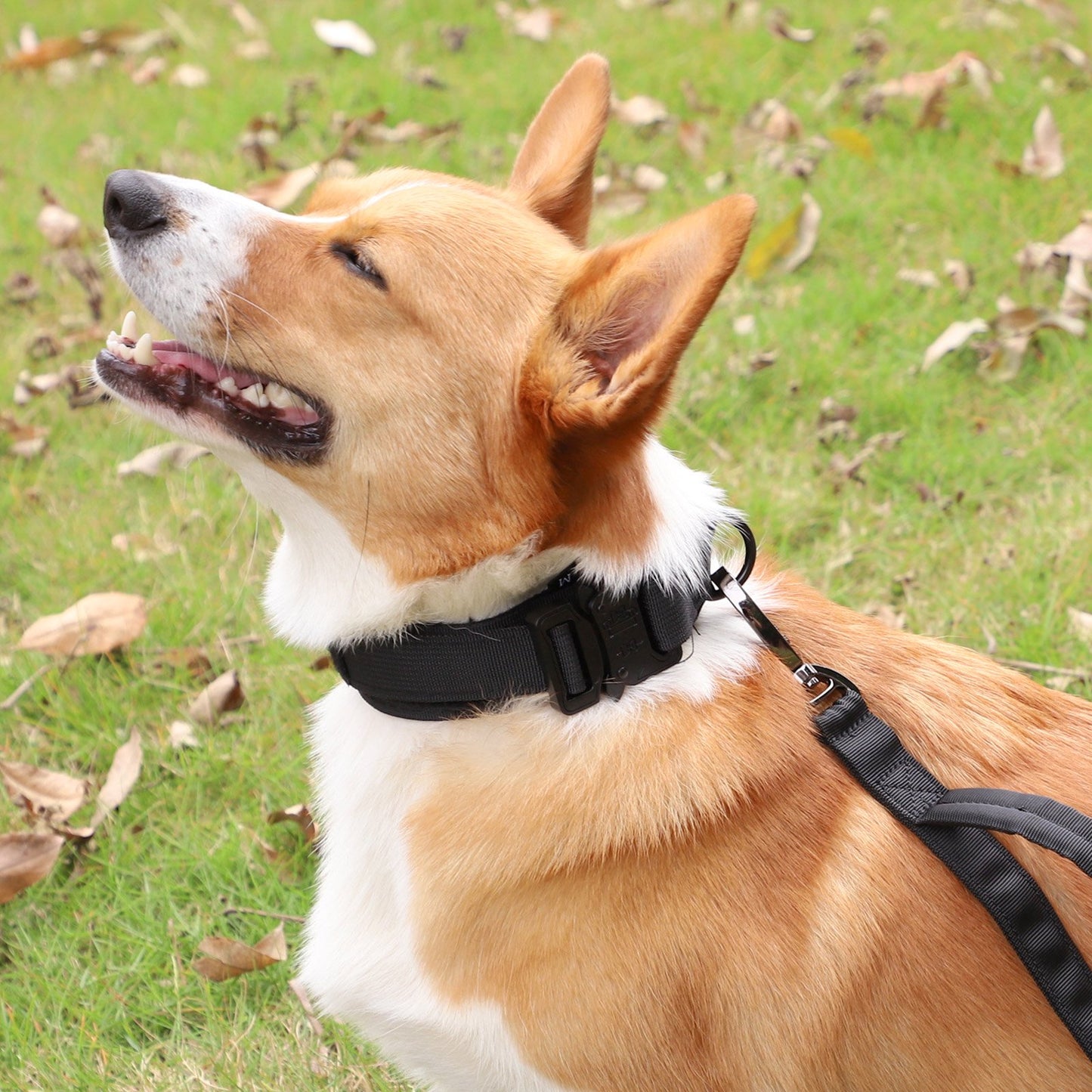 LAKWAR Tactical Dog Collar, Adjustable Military Training Nylon Dog Collar with Handle and Heavy Metal Buckle for Medium and Large Dogs (XL, Black)