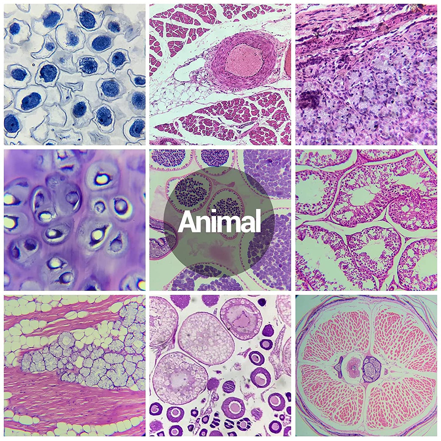 60PCs Microscope Slides, Prepared Microscope Slides with Specimens for Kids Microbiology,Prepared Microscope Slides for Adults