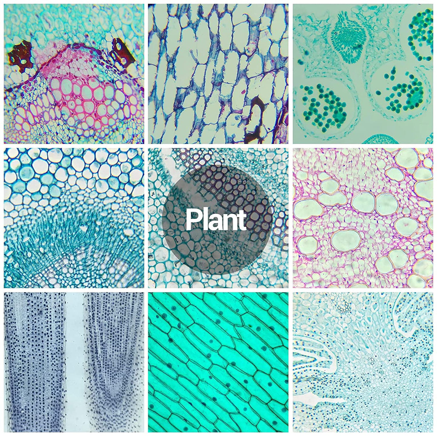 30PCs Microscope Slides, Prepared Microscope Slides with Specimens for Kids Microbiology,Prepared Microscope Slides for Adults