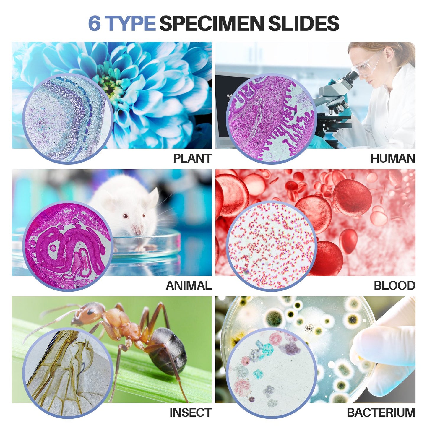 LAKWAR 120PCs Prepared Microscope Slides, Microscope Accessories for Kids Student Adults, Including Insect, Animal, Human Tissue