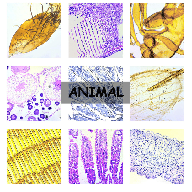 Microscope Specimens Example LAKWAR 100 PCs Prepared Microscope Slides with Specimens for Kids Stud