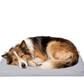 Pet Heating Pad for Dogs and Cats, Heated Cat Bed with Steel-Wrapped Cord and Soft Fleece Cover, 25.4 x 19.5 Inches Gifts for Cats Puppy in Winter